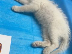 -达爱动物医院·犬猫分区·CT·复杂眼科(远洋山水分院)