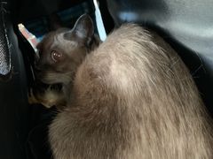 -北京赛佳动物医院