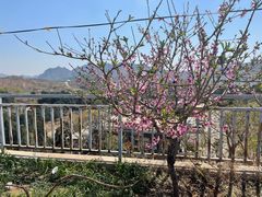 -梨木台悦来客农家院