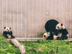 -卧龙中华大熊猫苑神树坪基地