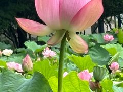-陈家山荷花公园