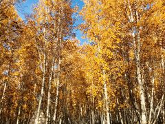 -北极村旅游风景区