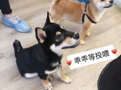 -浣熊柯尔鸭土拨鼠·电玩咖