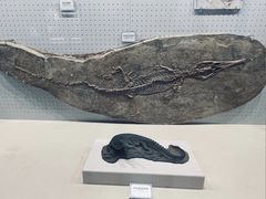 -辽宁古生物博物馆