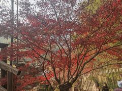 -宁波浙东大竹海景区