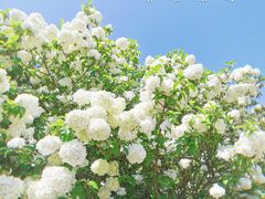 -上海滨江森林公园