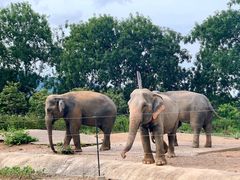 -清迈夜间动物园