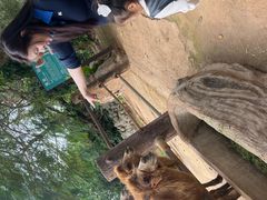 -海南热带野生动植物园