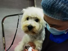 -宠福鑫康馨动物医院·骨科·眼科