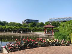 -嘉定紫藤园
