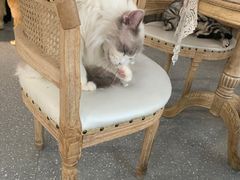 -共舞时光猫咖·狗咖(新街口店)