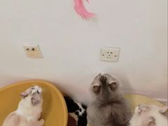 -有喵·猫咖·狗咖·30几只猫10只小狗(岗厦店)