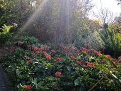 -墨尔本皇家植物园