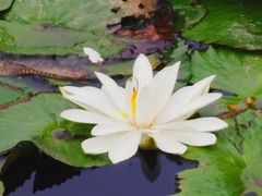 -五缘湾湿地公园