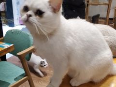 -猫色咖啡·猫咖