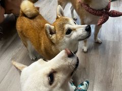-柴迷FANS CLUB·柴犬狗咖·猫咖