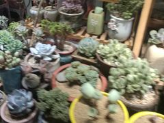 -万商花鸟市场