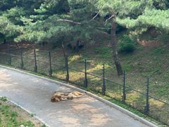 -大连森林动物园