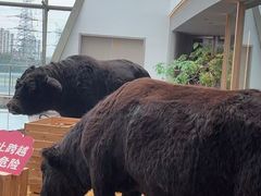 -左庭右院鲜牛肉火锅(京西大悦城店)