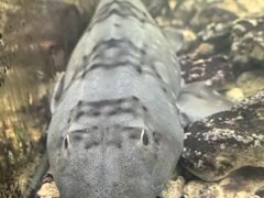 -上海大自然野生昆虫馆(东方明珠·爬宠昆虫探索中心)