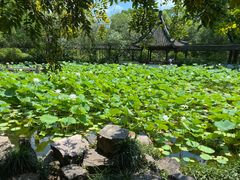 -上海醉白池公园
