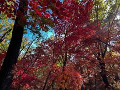 -天女山森林公园