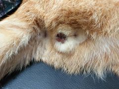 -伟伟宠物医院·CT影像中心·瑞派犬猫综合性门诊(汉口总院)