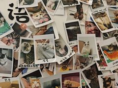 -瑞派·关忠动物医院·猫专科·犬专科(三环新城店)