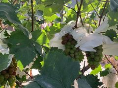 -马陆小张葡萄园农家乐