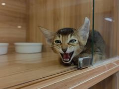 -猫十亿·布偶金渐层·曼基康矮脚猫舍(青年路店)