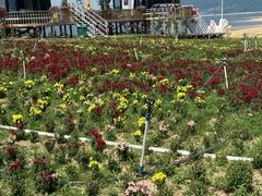 -吉林市朱雀山国家森林公园