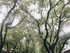 -北京国子监胡同