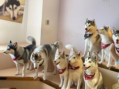 -Husky Go! 哈士奇体验馆·宠物咖啡厅狗咖