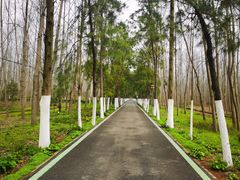 -合肥滨湖国家森林公园