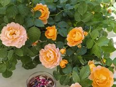 -Beans Solo豆号咖啡(百家湖花园店)