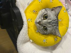 -纳吉亚猫专科动物医院·北北分院