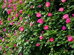 -西山漾湿地公园