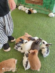 -萌宠亲子动物乐园(槐房万达店)