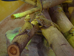 -蝴蝶山庄(Taman Rama-rama & Reptilia Melaka)