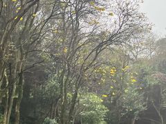 -广州市白云山风景名胜区