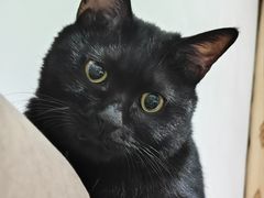 -芭比堂动物医院·CT·微创中心(新顺分院)