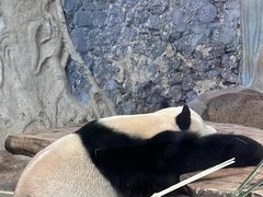 -海南热带野生动植物园