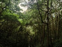 -梧桐山风景名胜区