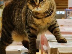 -猫的天空之城概念书店(杭州南宋御街店)