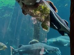 -珠海长隆海洋王国