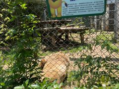 -合肥野生动物园