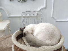 -共舞时光猫咖·狗咖(新街口店)