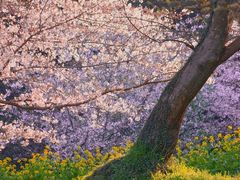 -苏州上方山国家森林公园