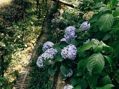 -南山植物园
