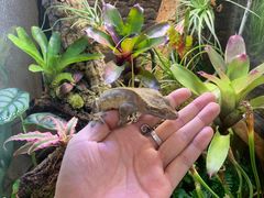 -Rabbit Cafe私房西餐甜点咖啡(栖霞路店)